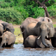 Elephants drink water in the Chobe National Park in Botswana.